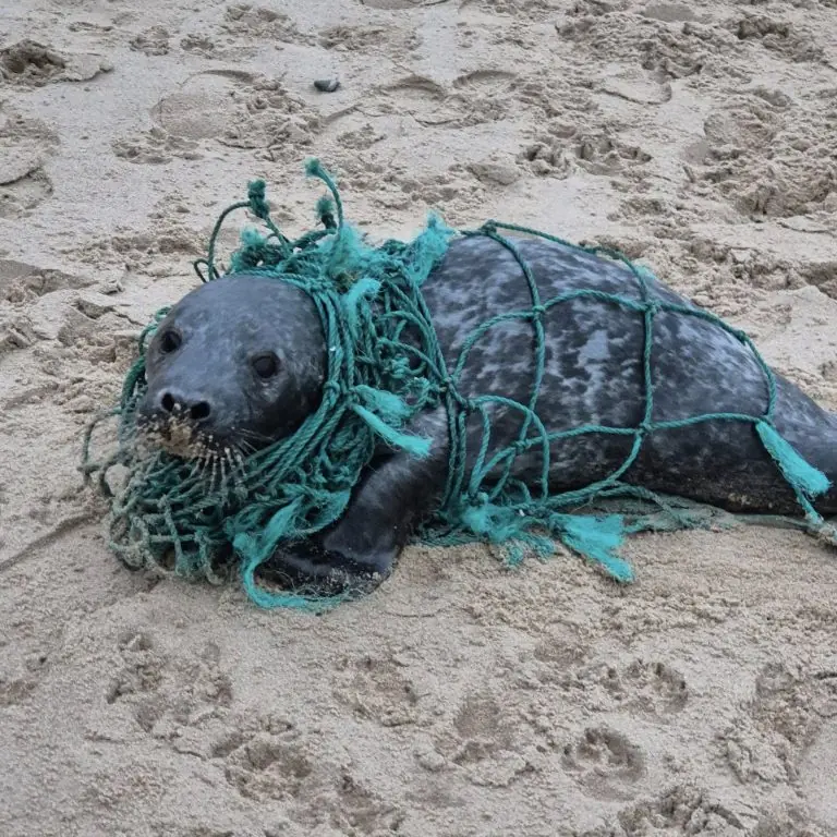Trapped Seal