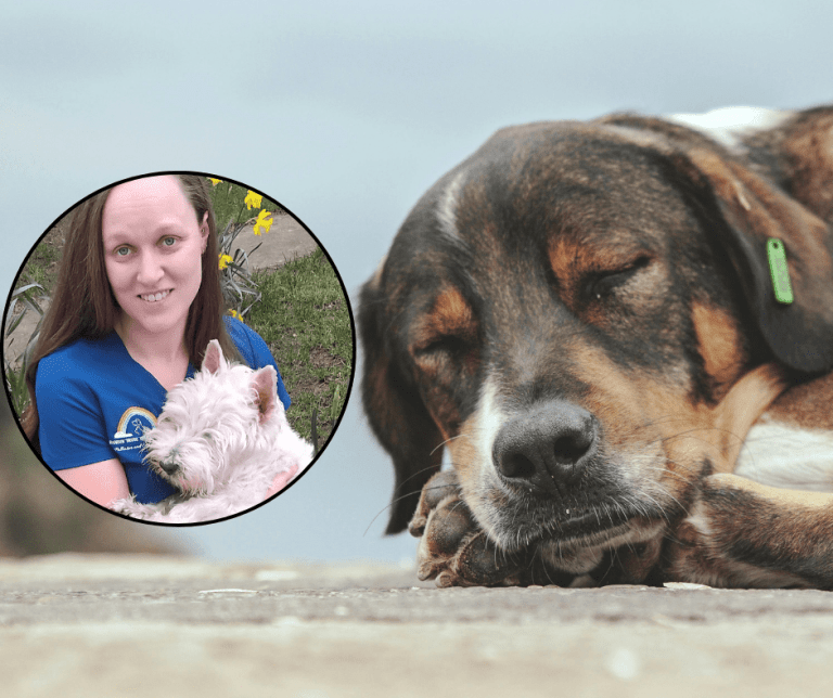 Rainbow Bridge Veterinary Care