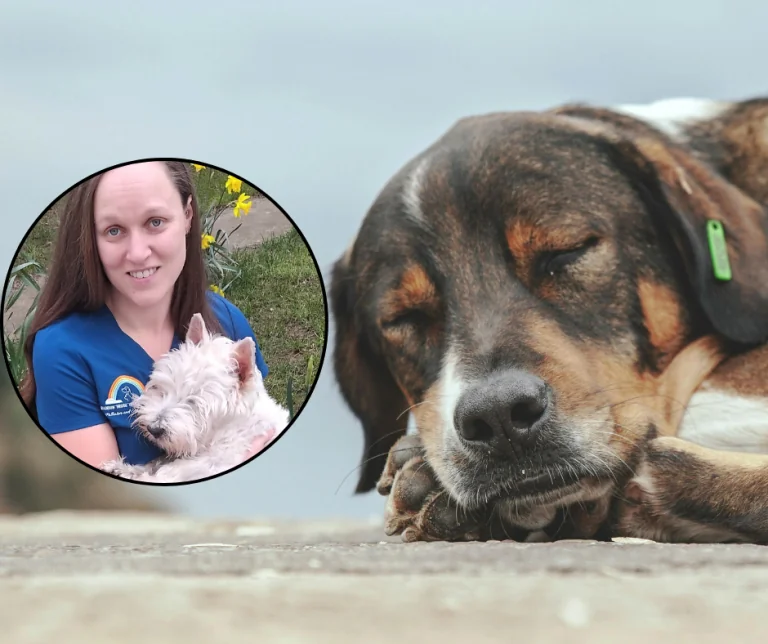 Rainbow Bridge Veterinary Care
